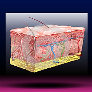 Skin anatomy. Human normal skin dermis epidermis adipose layers recent vector biological infographic.