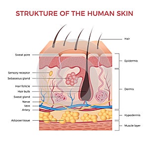 Skin anatomy. Human normal skin dermis epidermis adipose layers recent vector biological infographic