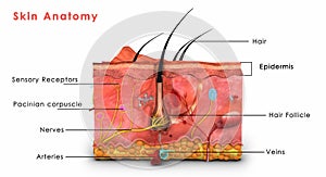 Skin anatomy labelled