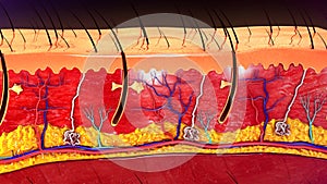 Skin Anatomy