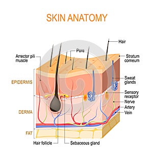 Skin anatomy. Layers: epidermis with hair follicle, sweat and sebaceous glands, derma and fat hypodermis photo