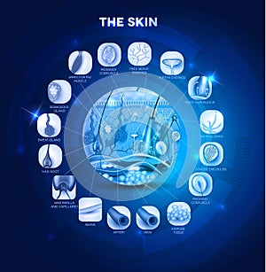 Skin anatomy photo