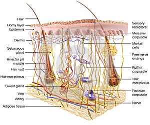 Skin Anatomy. Sensory receptors. 3D illustration