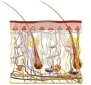 Skin Anatomy. Sensory receptors. 3D illustration