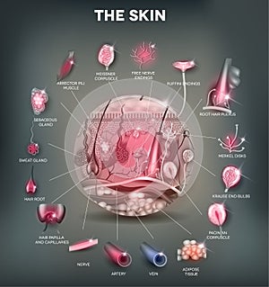 Skin anatomy structure