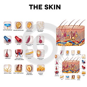 Skin anatomy photo