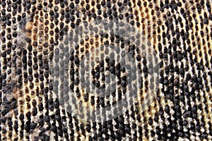 Skin of Australian Sand Monitor (Varanus gouldii)