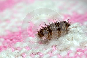 Skin beetle, Anthrenus larva on textile