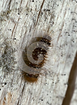 Skin beetle, Dermestidae larva on fir wood