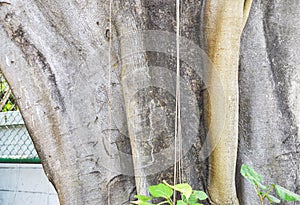 Skin of big banyan