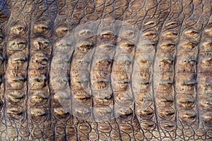 The skin of the big crocodile.