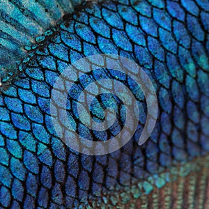 Skin of a blue Siamese fighting fish