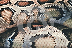 Skin of Burmese python,Python bivittatus,IUCN Red List Data Vulnerable , with copy space , focus only Skin