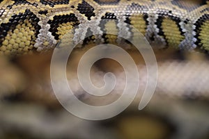 Skin of Burmese python,Python bivittatus,IUCN Red List Data Vulnerable , with copy space , focus only Skin