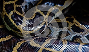 Skin of Burmese python,Python bivittatus,IUCN Red List Data Vulnerable