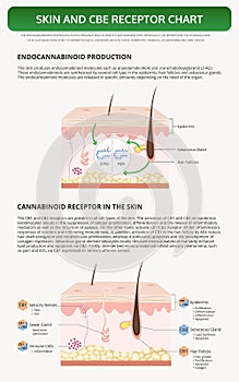 Skin and CBD Receptor Chart vertical textbook infographic