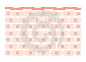 Skin cell pattern flat illustration / rough skin
