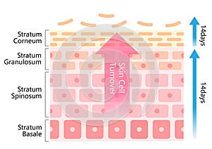 Skin cell turnover diagram illustration. Skin care and beauty concept