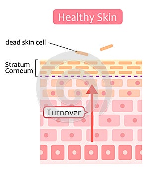 Skin cell turnover process illustration. Skin care and beauty concept