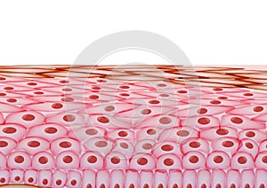 Skin Cells, Layers on White Background - Vector Illustration