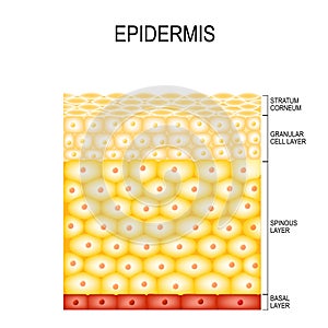 Skin Cells and Structure Layers of epidermis