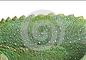 Skin Close-up on a Jackson`s horned chameleon