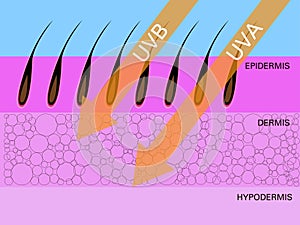 Skin compare , Protect both UVA and UVB.