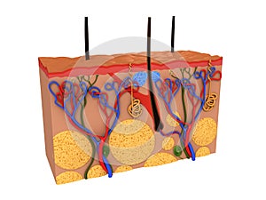 Skin cross section