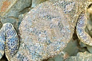 The skin details of Trapelus agilis agama