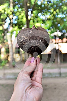 Skin of a dry hull of Basiloxylon brasiliensis fruit