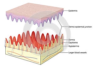 Skin epidermal dermal junction photo