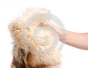 Skin fur with arctic fox in hand