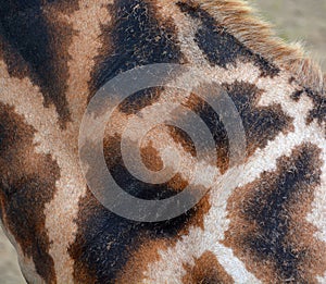 Skin of giraffe Giraffa camelopardalis is an African even-toed ungulate mamma