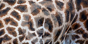 Skin of giraffe Giraffa camelopardalis is an African even-toed ungulate mamma