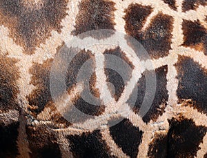 Skin of Giraffe Giraffa camelopardalis is an African even-toed ungulate mammal,