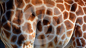 Skin of giraffe is the tallest land animal in the world