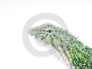 Skin grass pattern on reptile