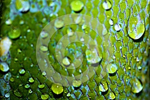 Skin of a green tree python in the terrarium in Germany