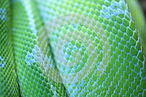 Skin of a Green tree python in the terrarium in Germany