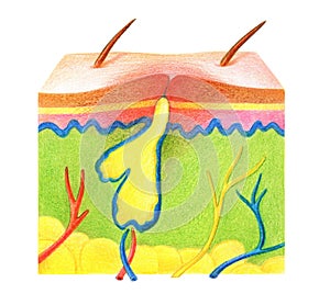 Skin-hair. Structure of skin with problem on a white background