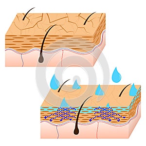 Skin hydration sectional view.