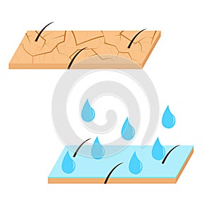Skin hydration sectional view.