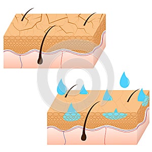 Skin hydration sectional view.
