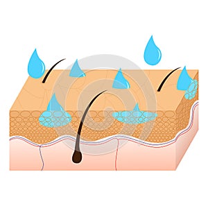 Skin hydration sectional view.
