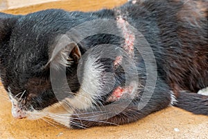 Skin inflamation on domestic black cat