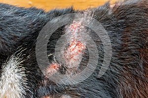 Skin inflamation on domestic black cat