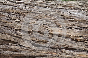 Skin large tree, used as background