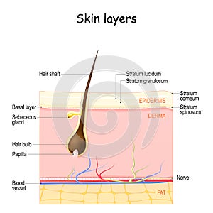 Skin layers: Epidermis, Dermis, Hypodermis