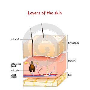 Skin Layers. Epidermis, dermis, hypodermis fat photo