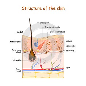 Skin layers with hair follicle, sweat gland and sebaceous gland